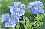 blue pansies