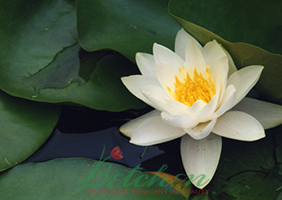 waterlily