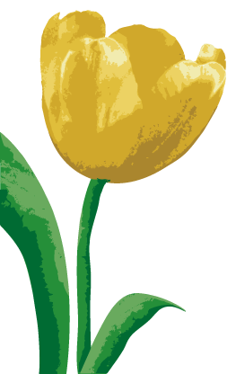 tulip